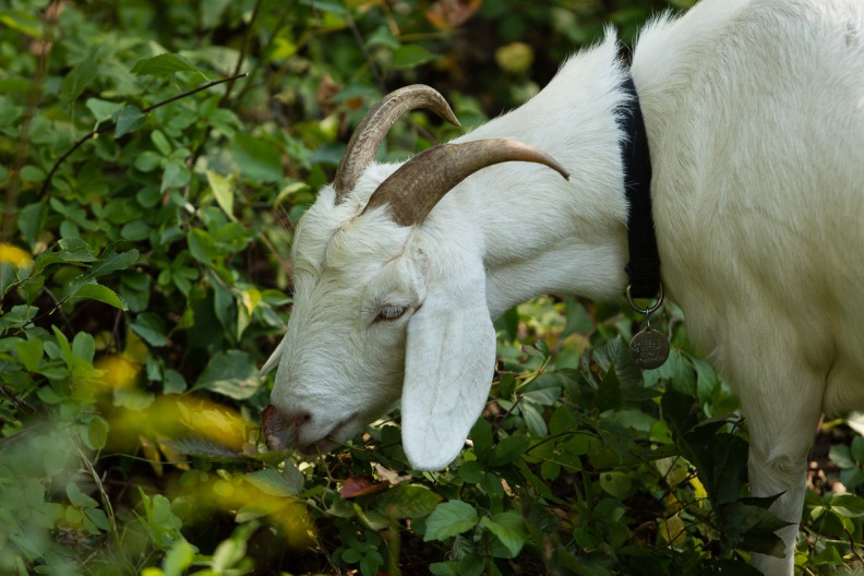 Goat lunchtime